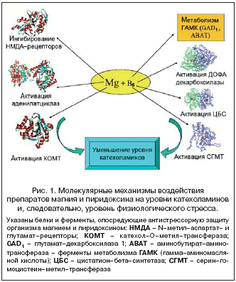 Рис. 1. Молекулярные механизмы воздействия препаратов магния и пиридоксина на уровни катехоламинов и, следовательно, уровень физиологического стресса.