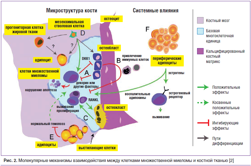 Рис. 2. Молекулярные механизмы взаимодействия между клетками множественной миеломы и костной тканью [2]